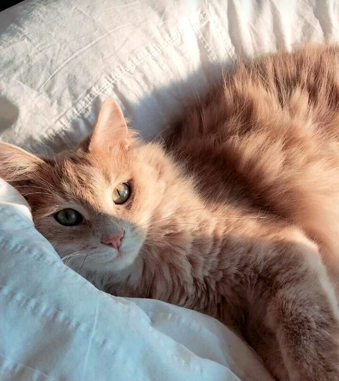Эстетика кошек