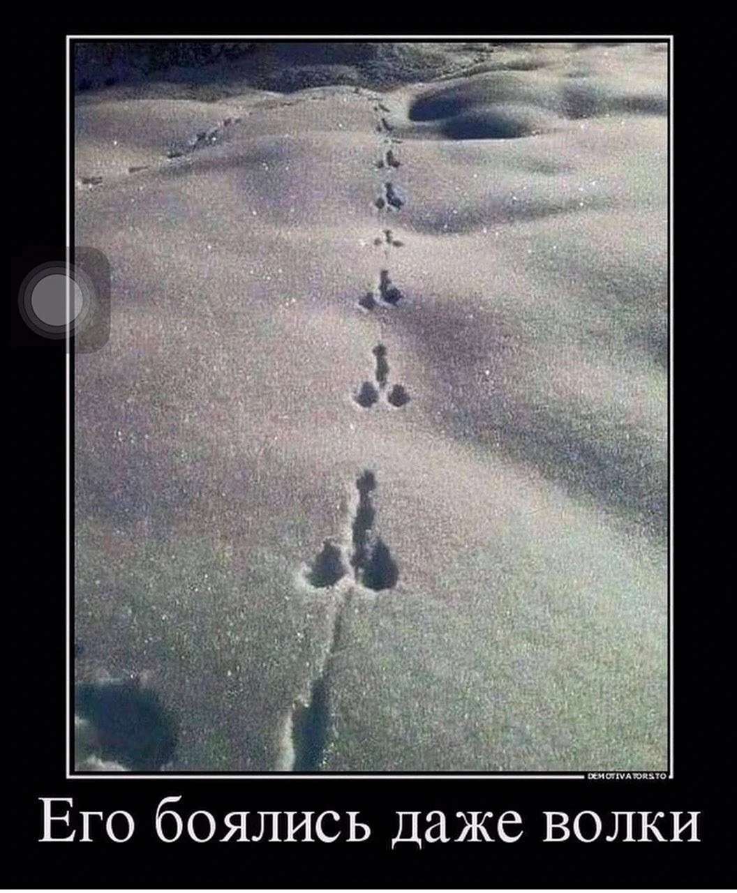 Это зайца боялись даже волки
