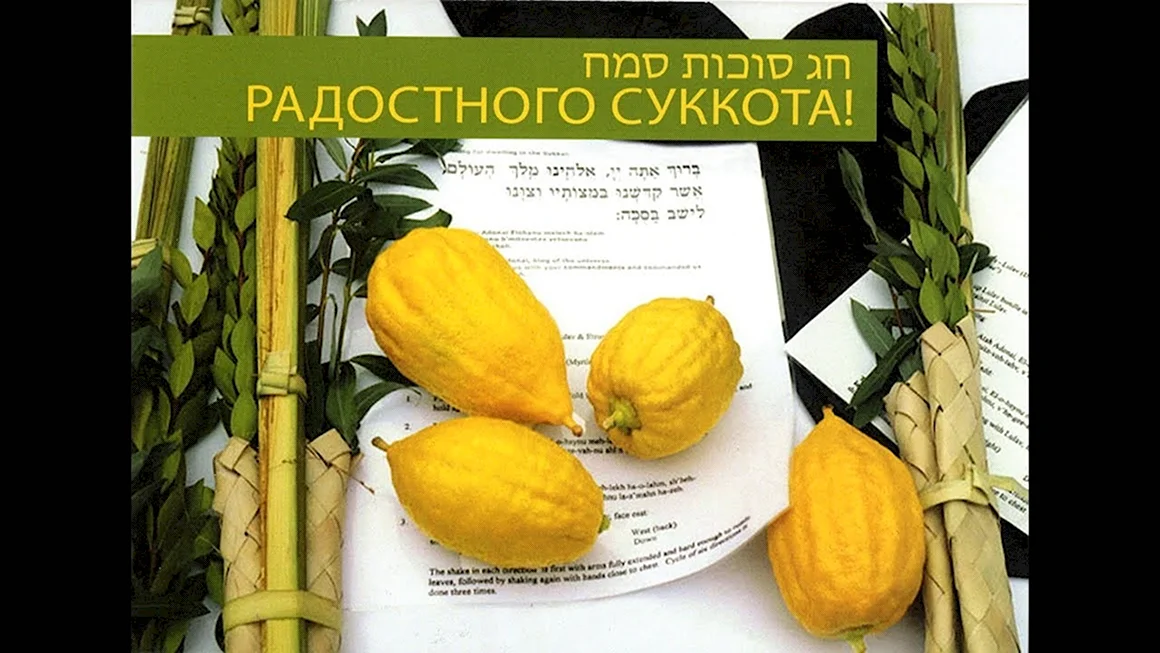 Этрог Суккот