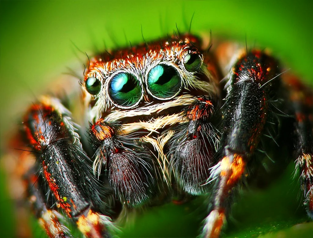 Evarcha culicivora
