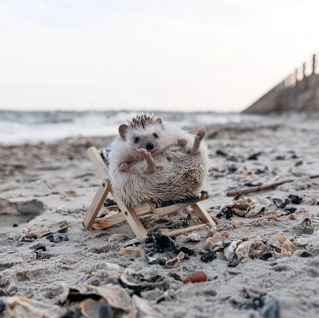Еж на море