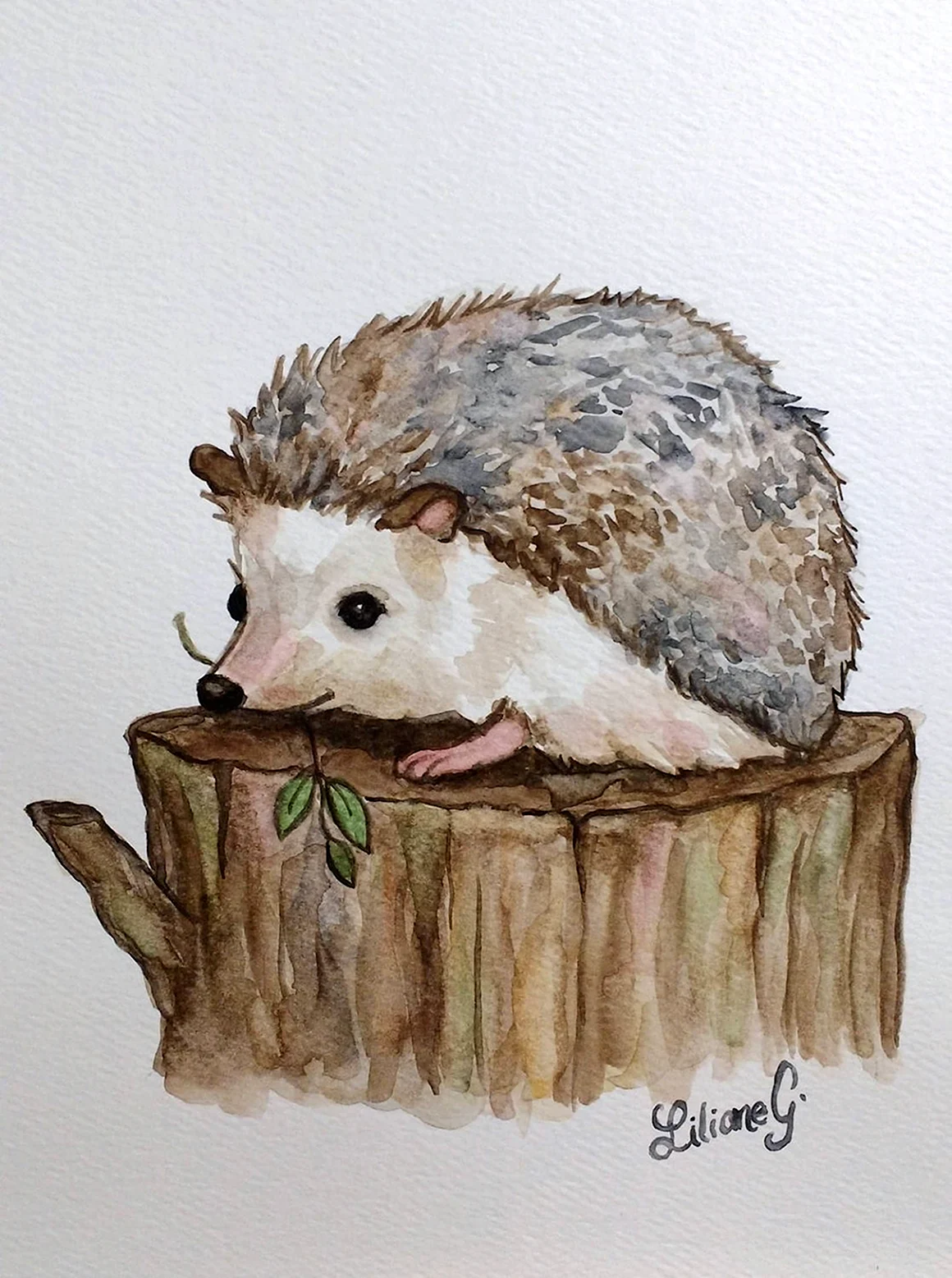 Ежик акварель