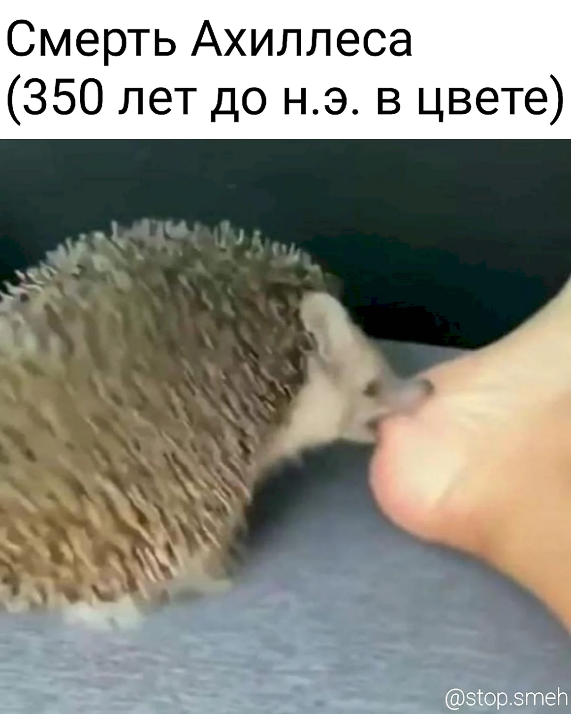 Ежик кусает за пятку