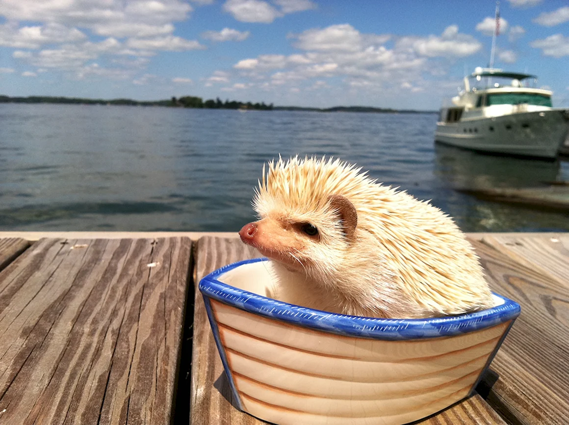 Ежик на море