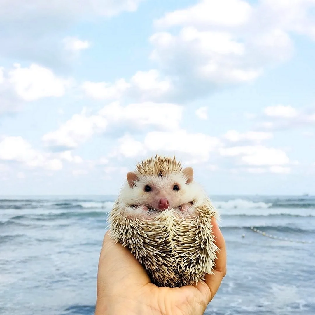 Ежик на море