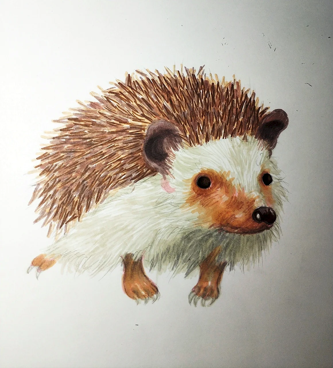 Ежик рисунок