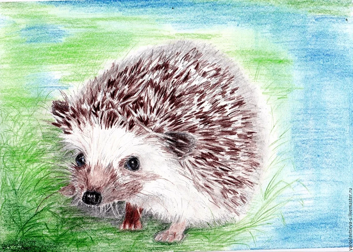 Ежик рисунок