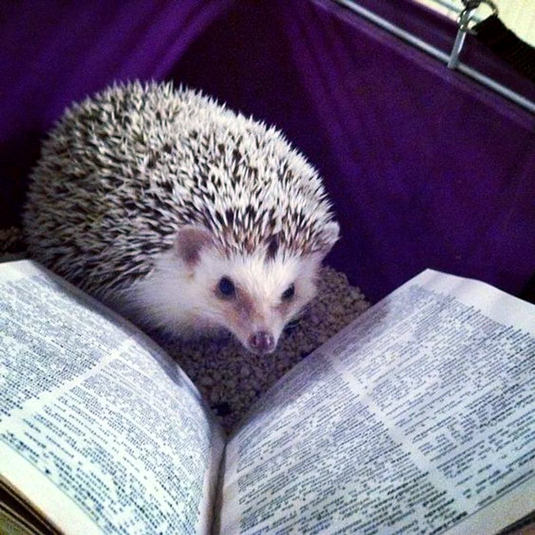 Ежик с книгой