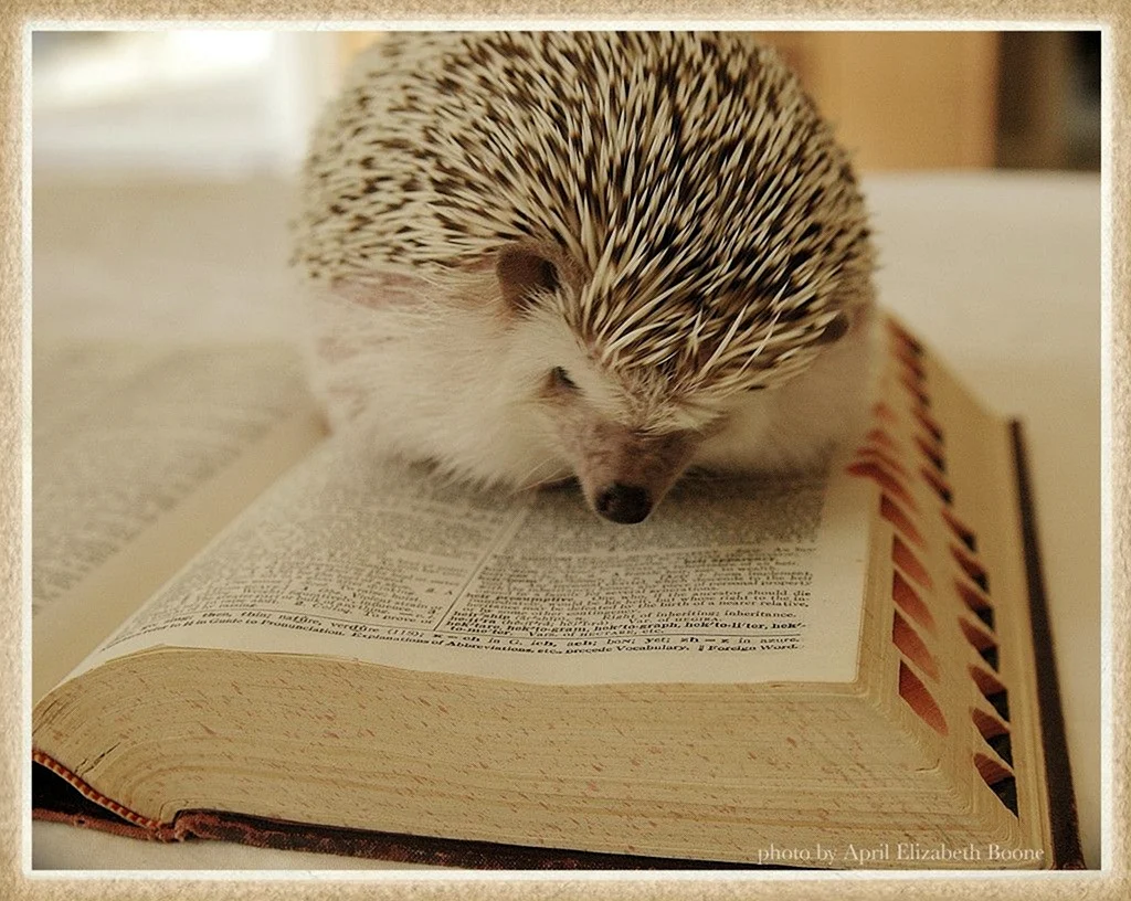 Ежик с книжкой