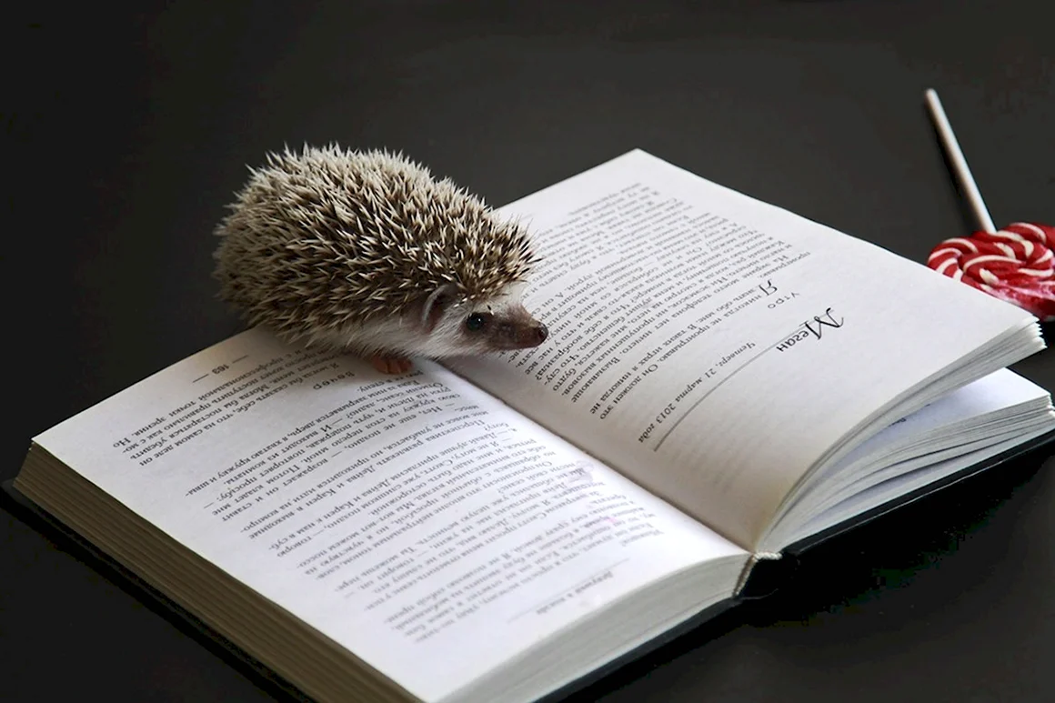 Ежик с книжкой
