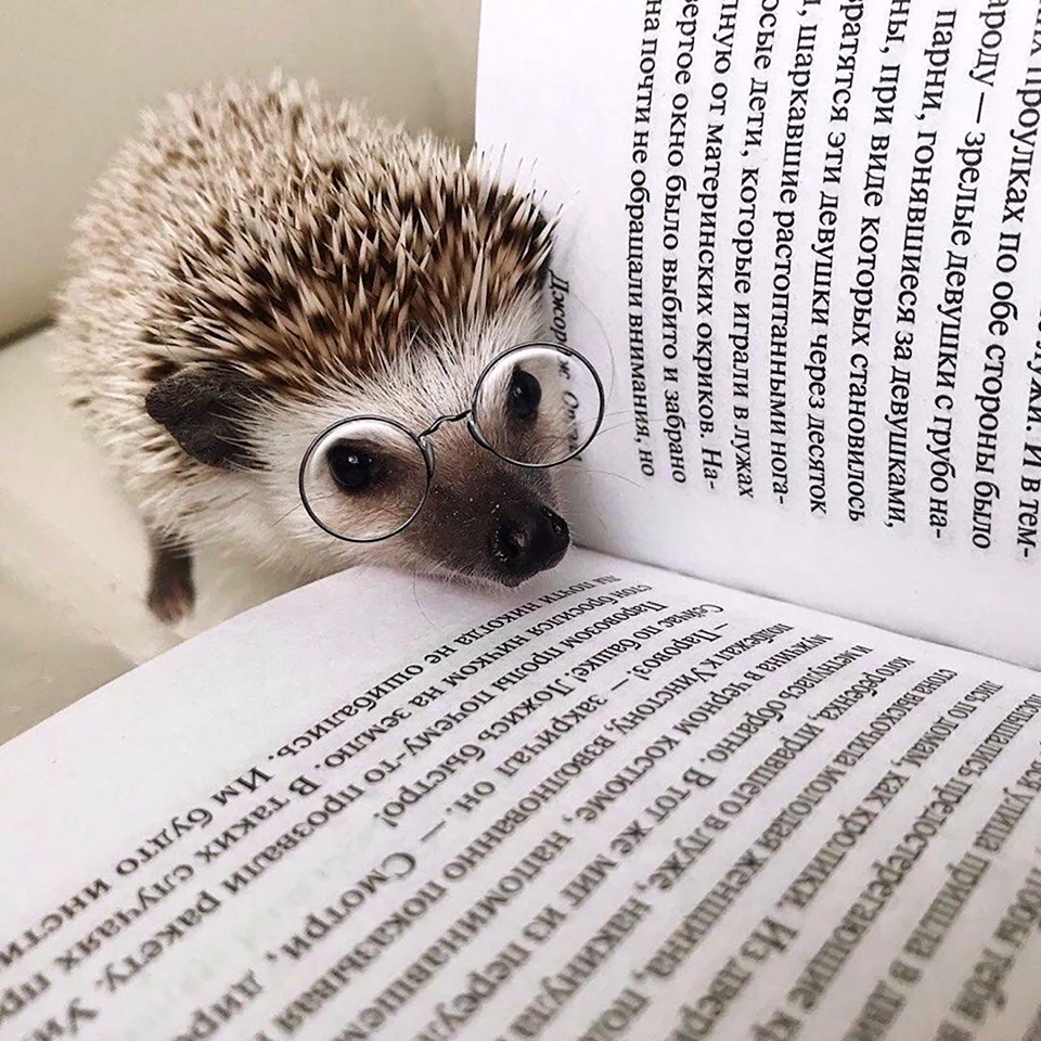 Ежик с книжкой