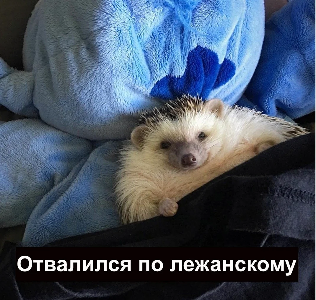 Ежик спит