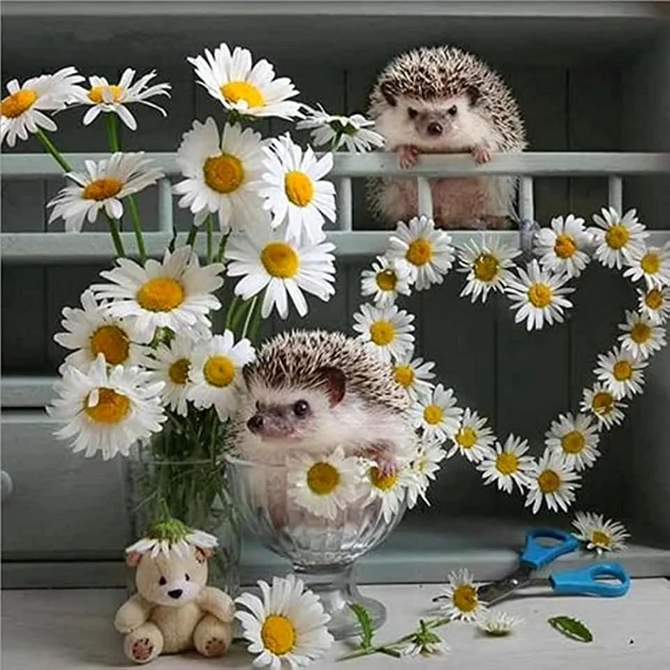 Ёжик в ромашках