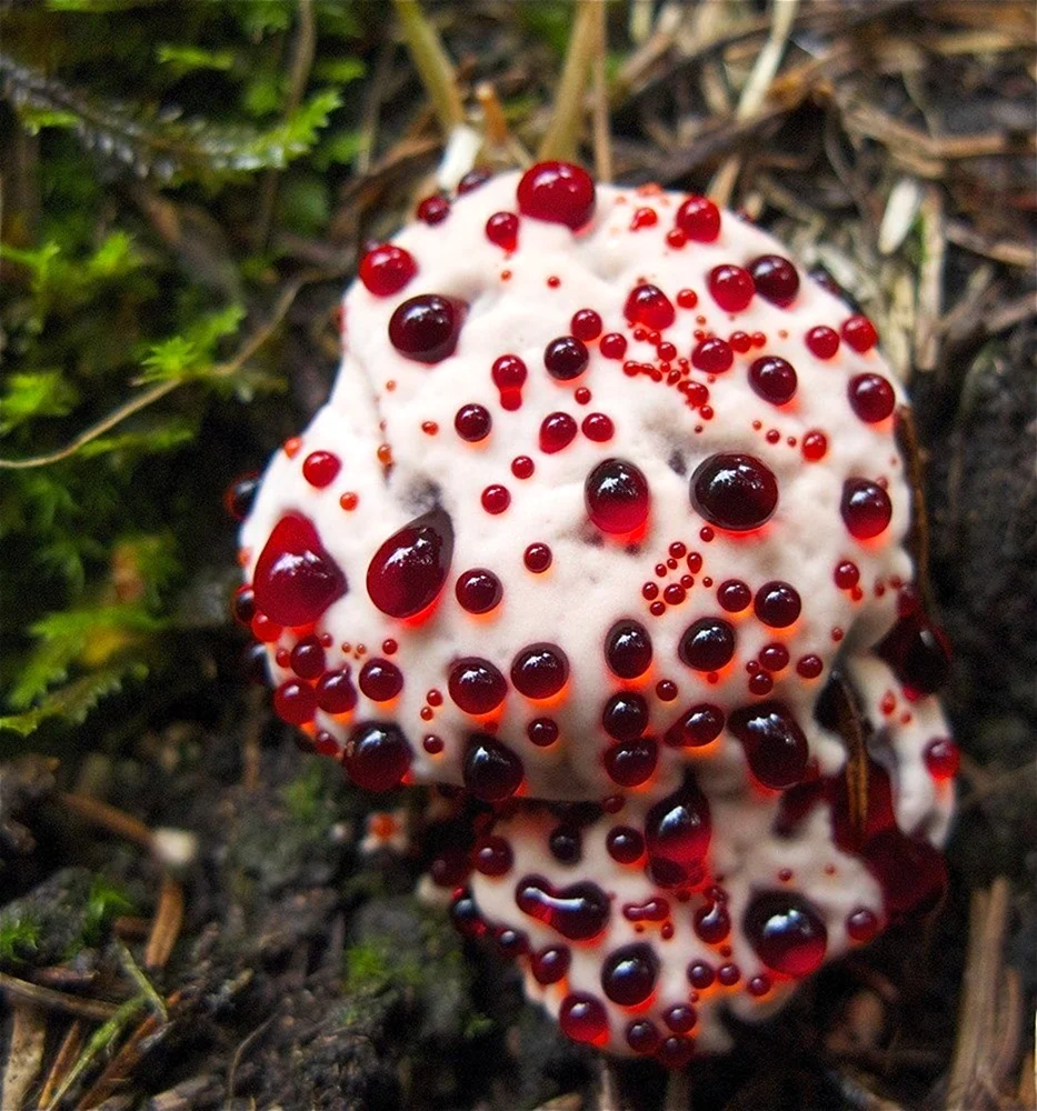 Ежовик кровоточащий Hydnellum peckii