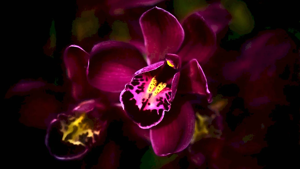 Фаленопсис Dark Purple