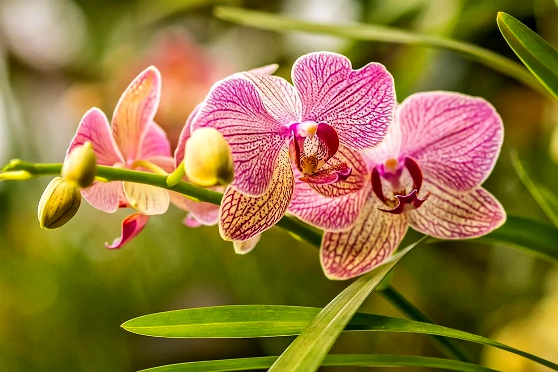 Фаленопсис Tropical Flora
