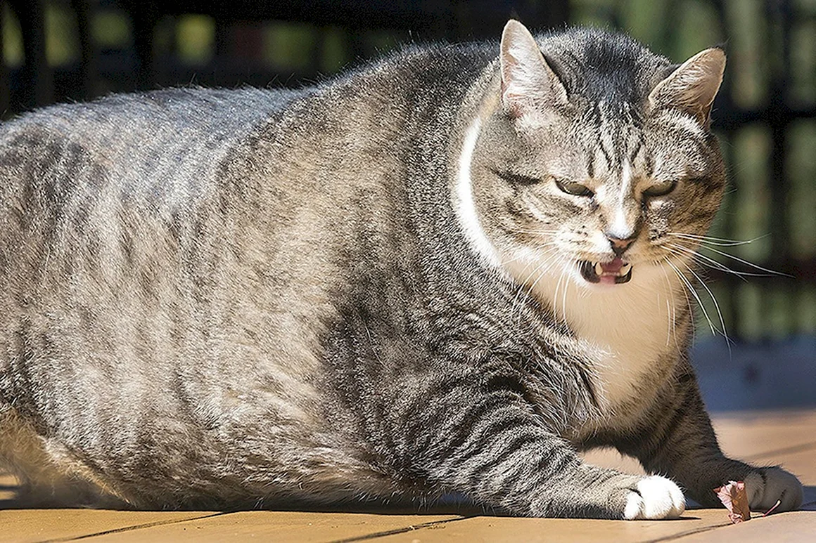 Фэт Кэт