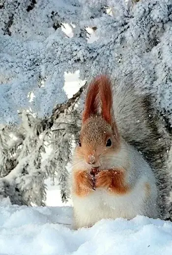 Февраль природа