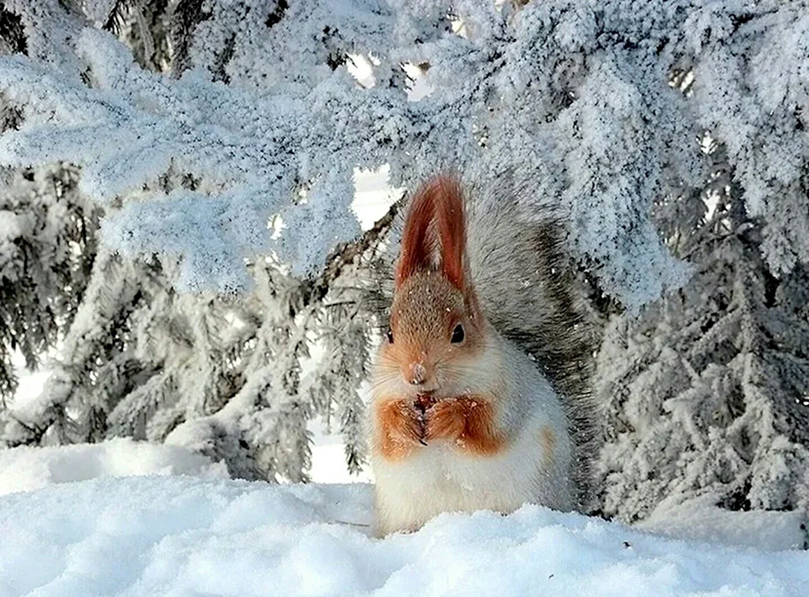 Февраль природа