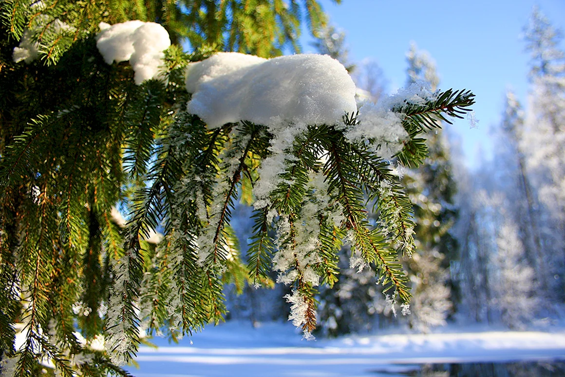 Февраль природа