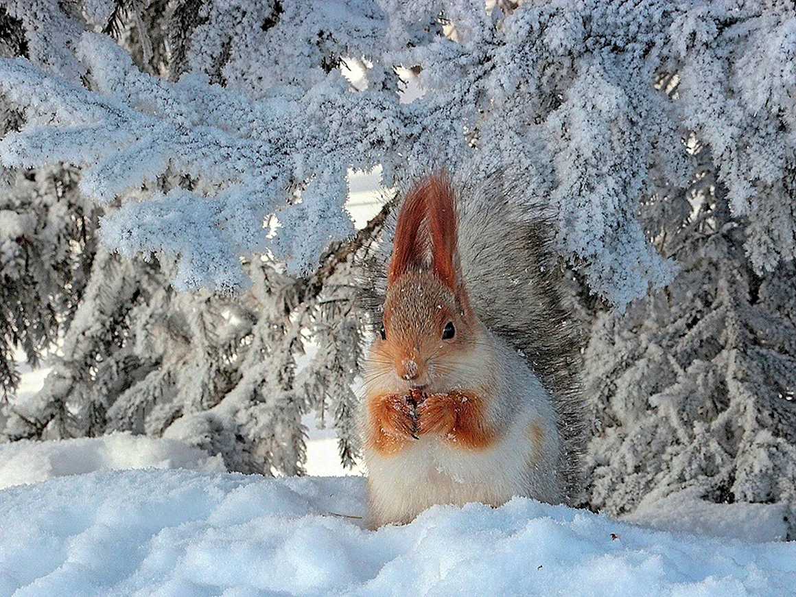 Февраль природа