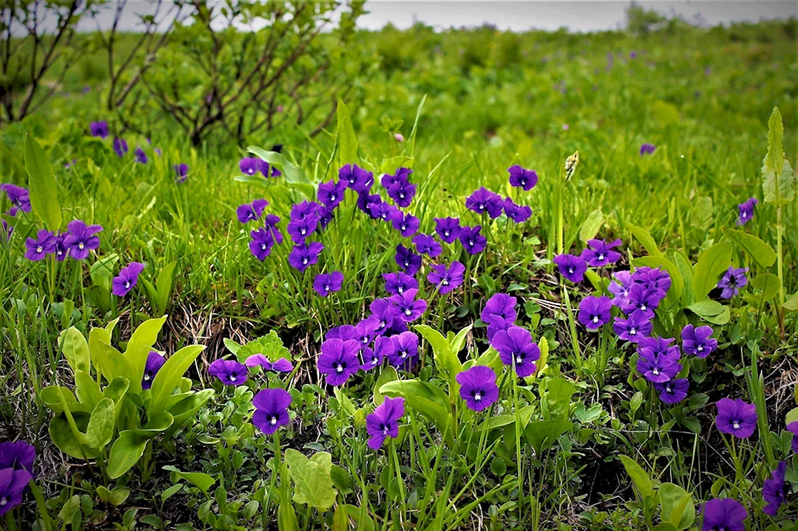 Фиалка крийская