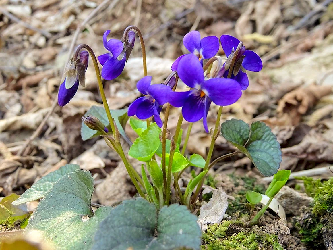 Фиалка odorata душистая