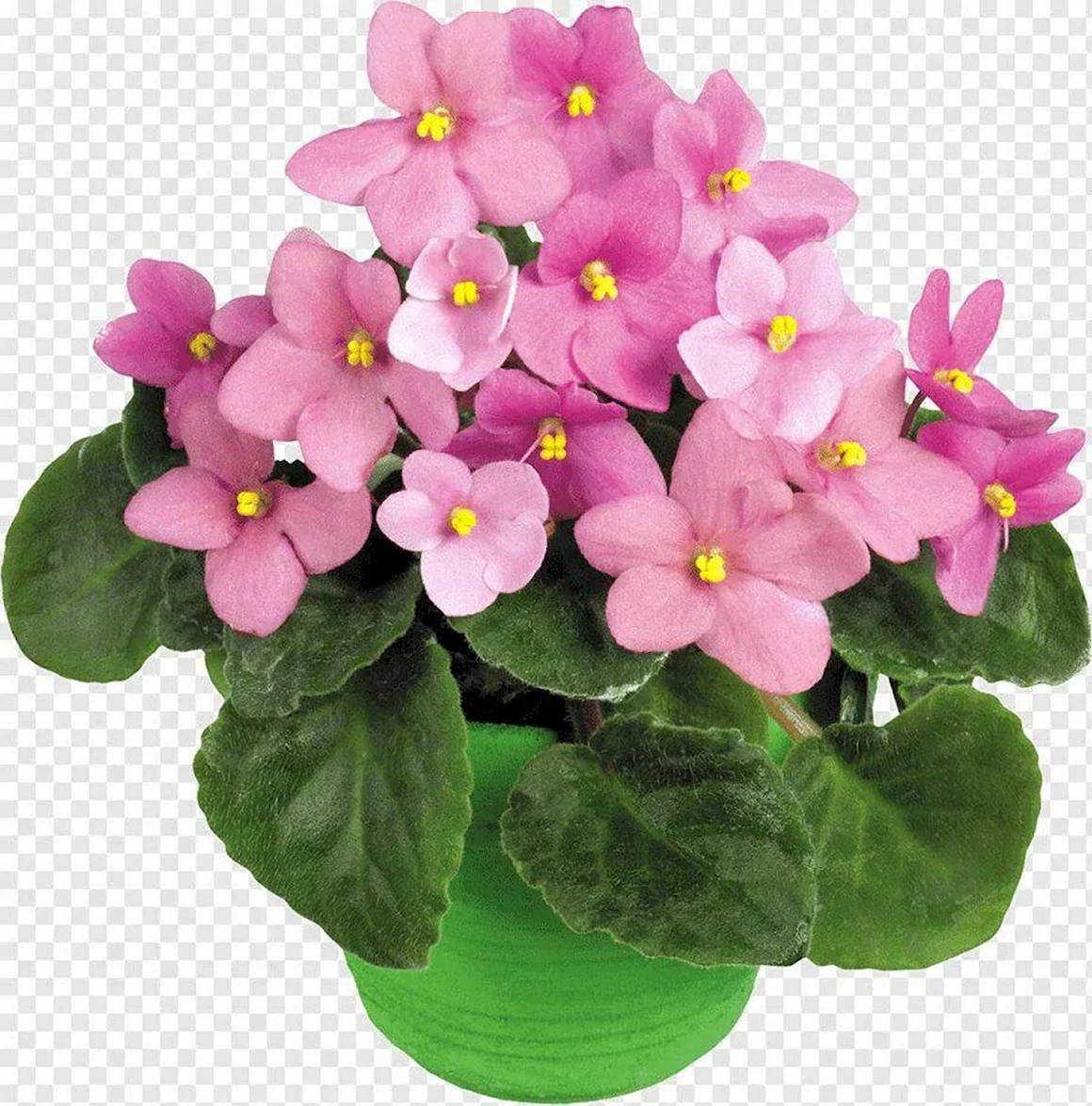 Фиалка Rosina
