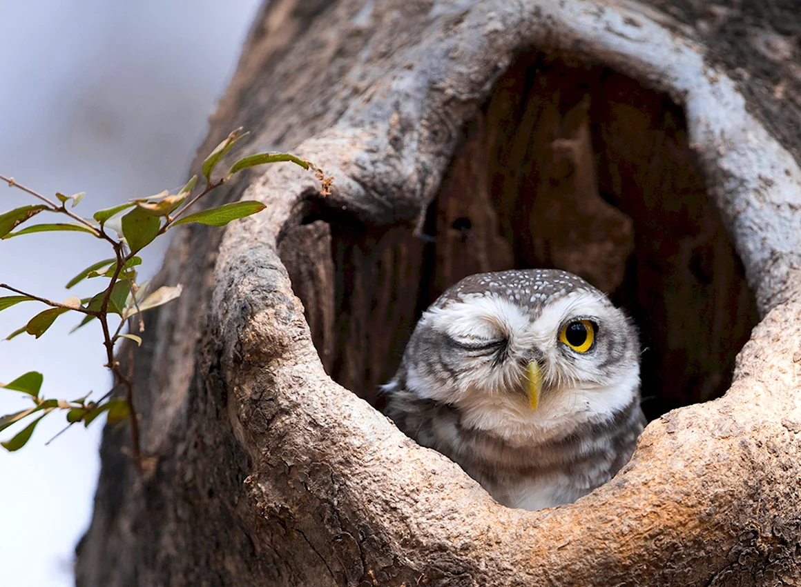 Филин the Owl 1991
