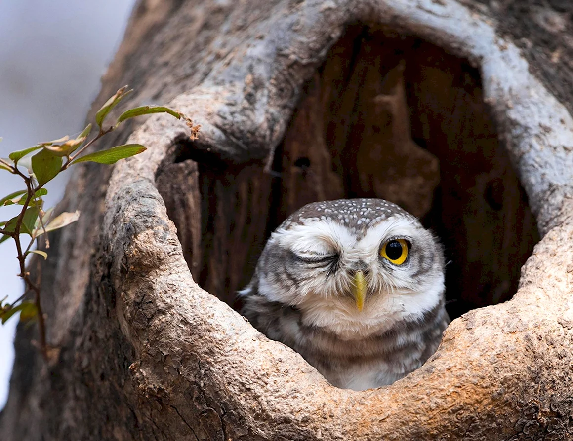 Филин the Owl 1991
