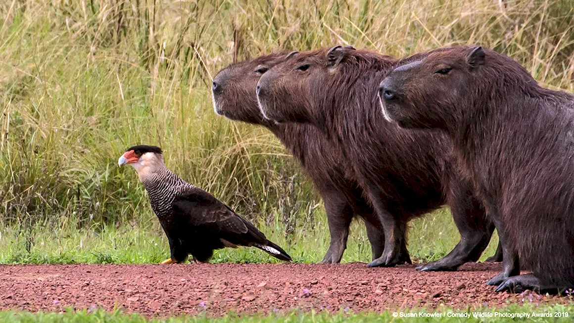 Финалисты конкурса comedy Wildlife Photography Awards