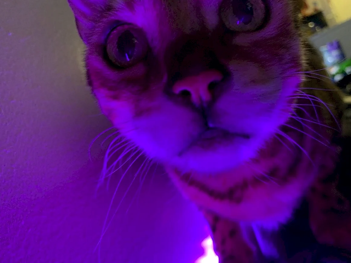 Фиолетовая кошка