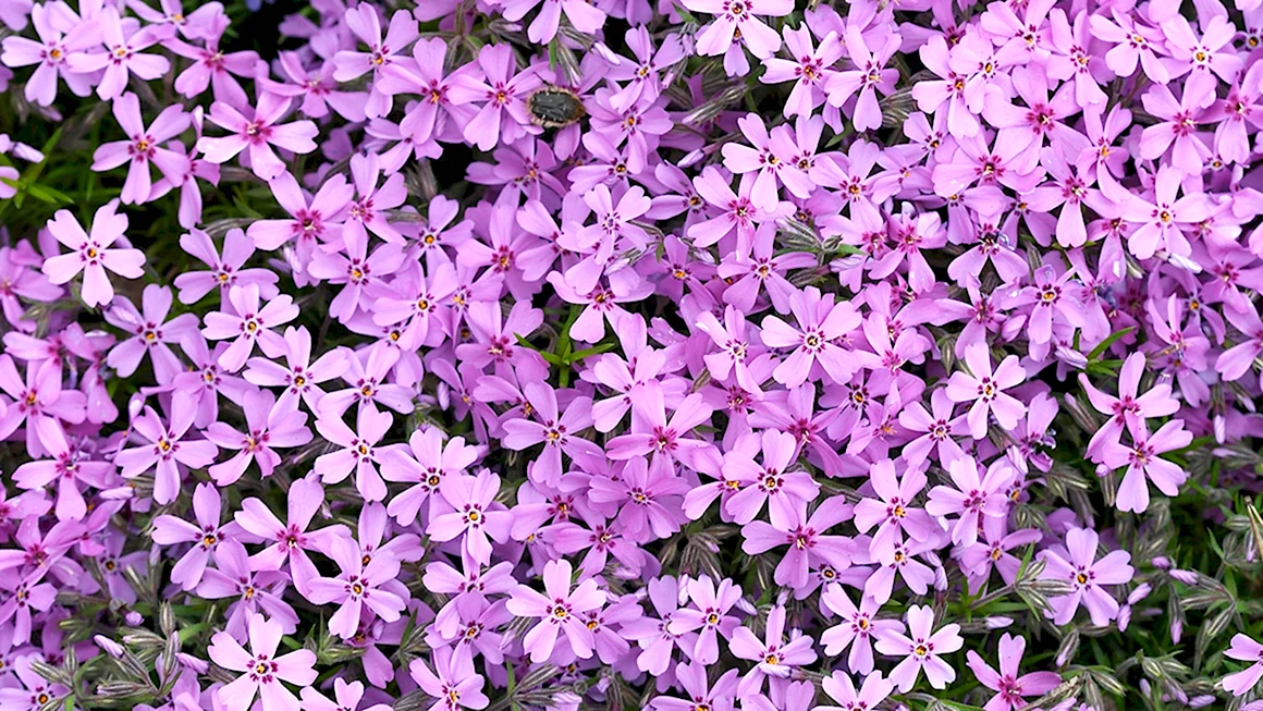 Флокс