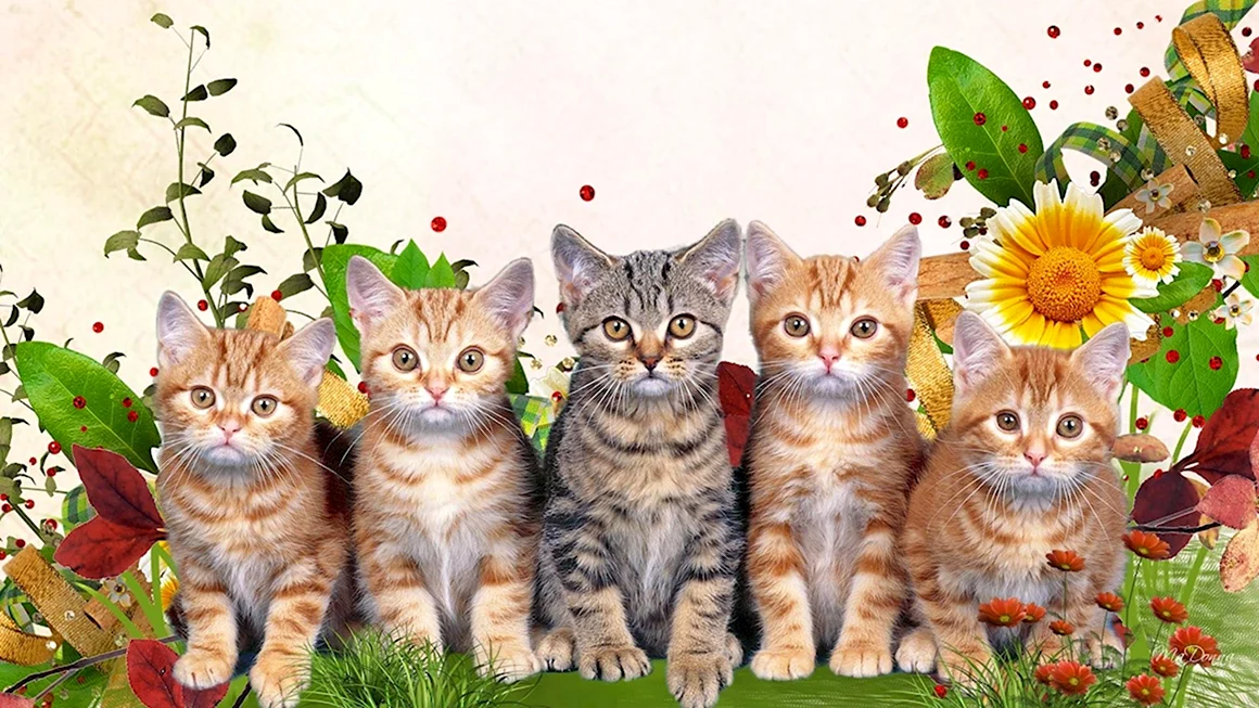 Фон кошки