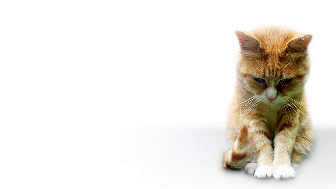 Фон с котятами