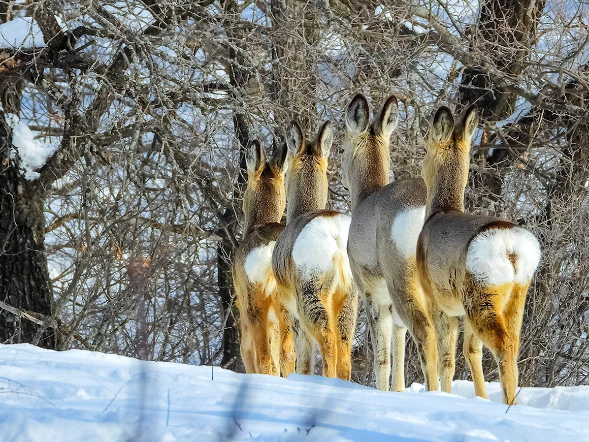 Фотоконкурс животный мир