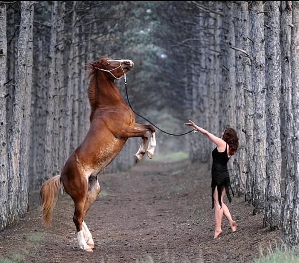 Фотосессия с лошадью на дыбах