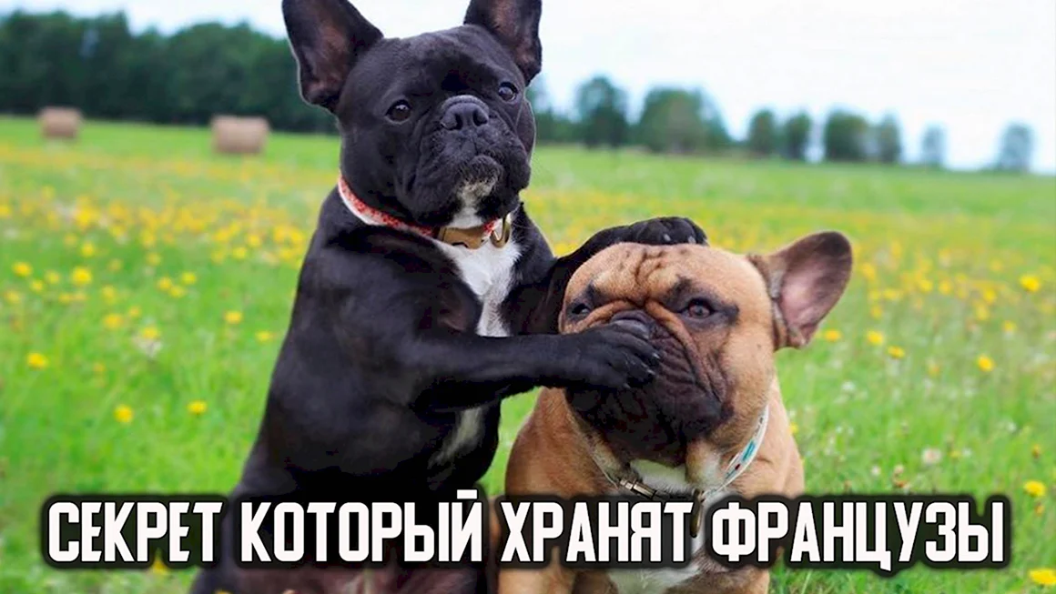 Франц бульд