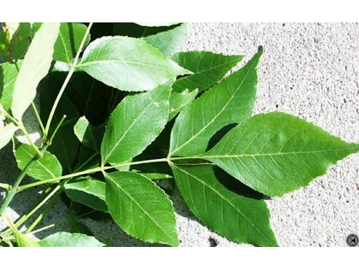 Fraxinus листья