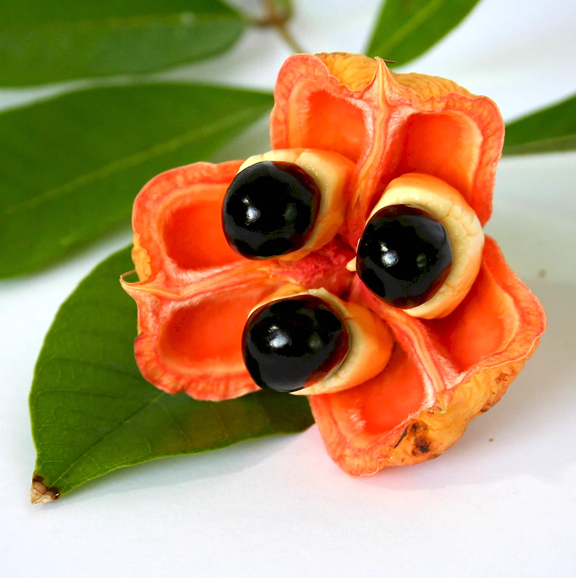 Фрукт Ackee Ямайка