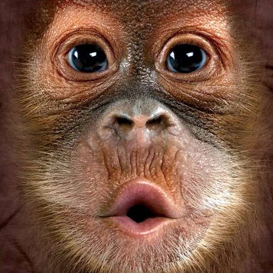 Футболка Mountain Orangutan