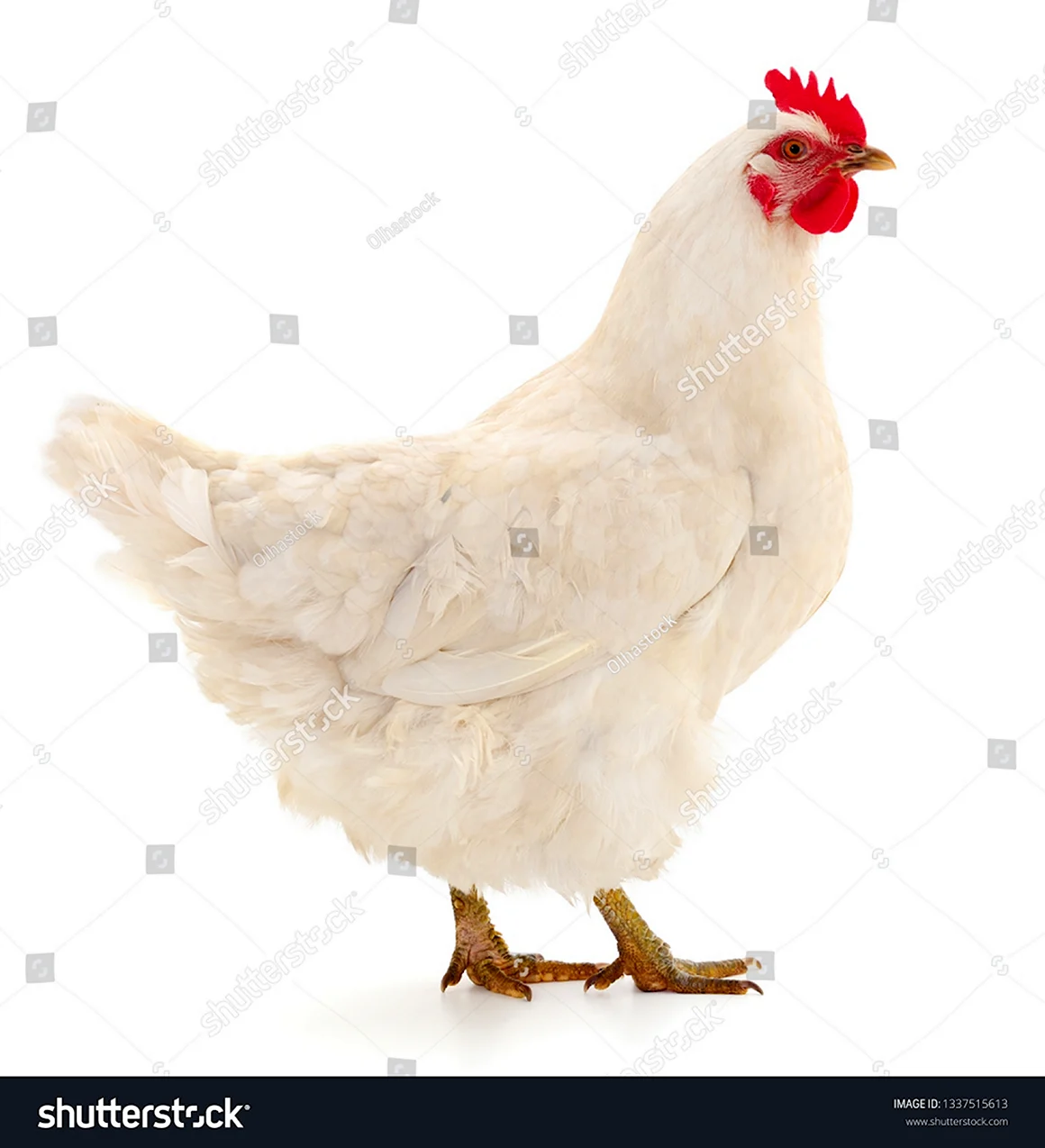 Gallina Blanca белая курица