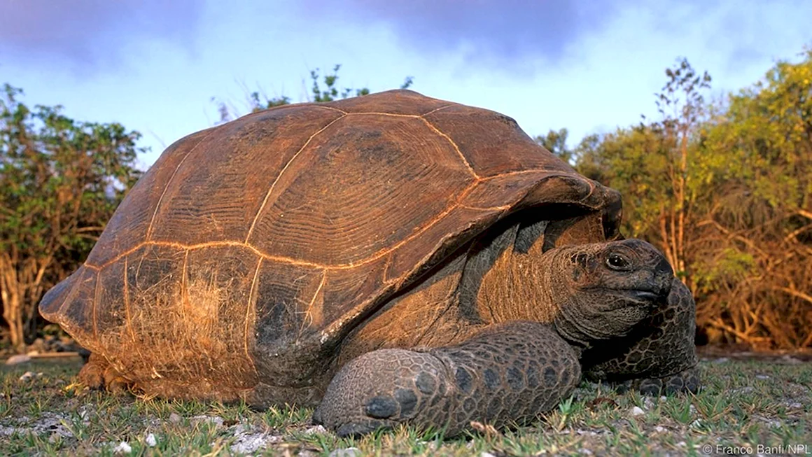Geochelone gigantea