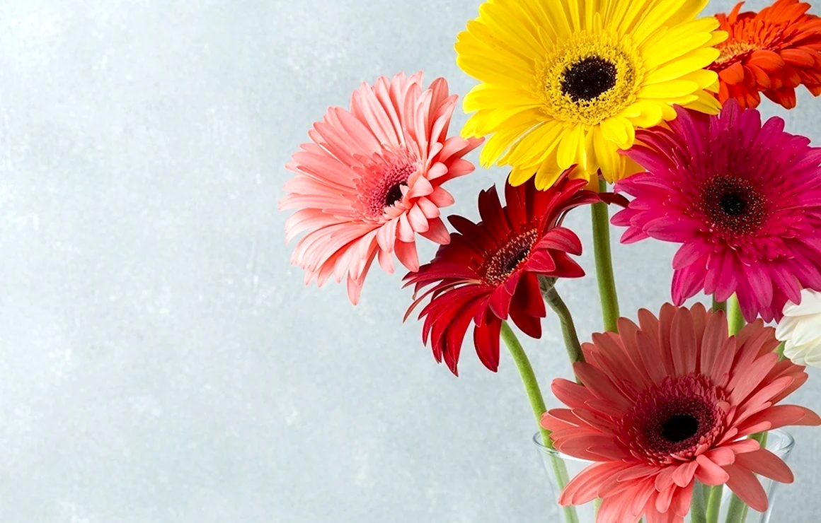 Gerbera Daisy