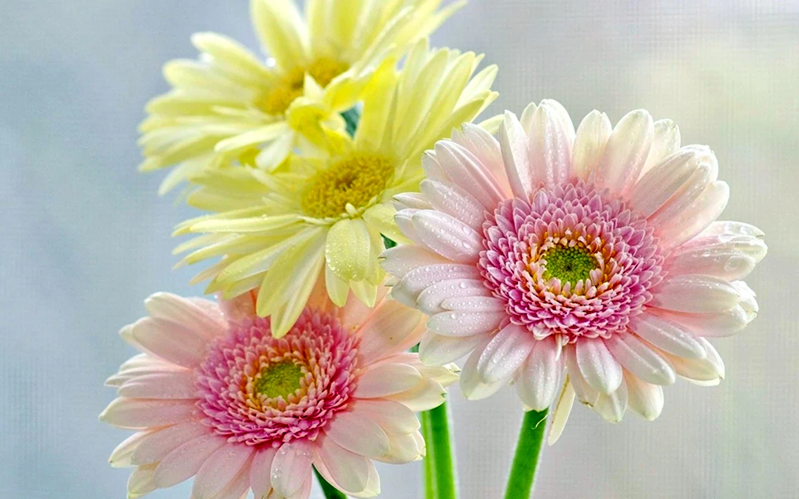 Гербера Снежная Gerbera Nivea