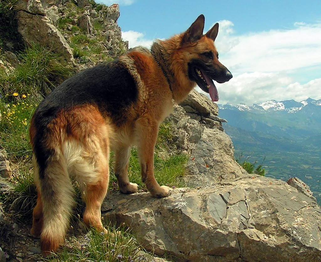 Germanuli nagazi