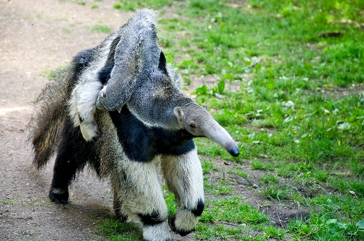 Giant Anteater