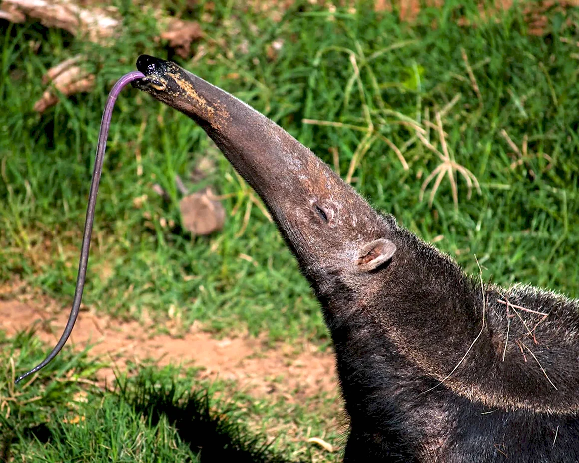 Giant Anteater