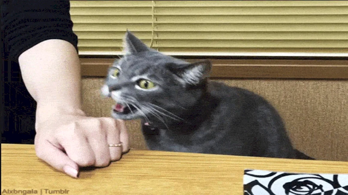 Гифка с котом