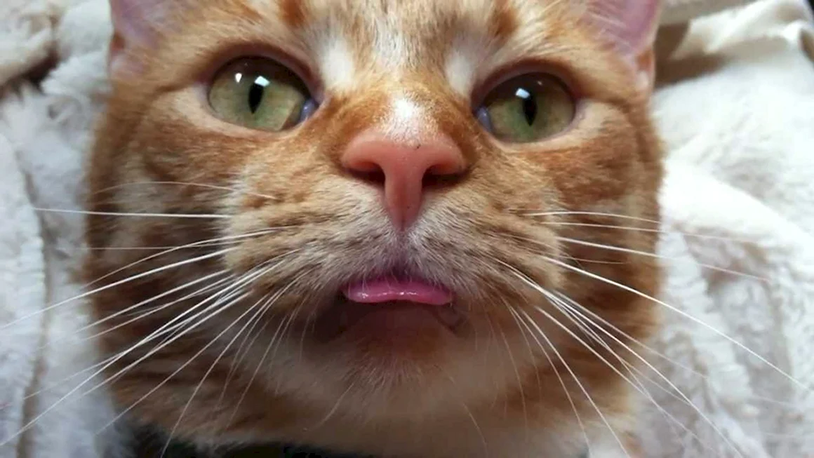 Гифка с котом